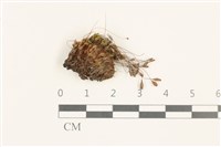 那霸短月蘚藏品圖，第1張