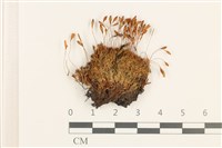 登錄號:B00006520藏品圖，第1張