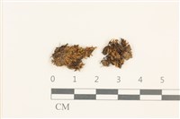 高山真蘚藏品圖，第1張