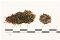 叢生真蘚藏品圖，第1張