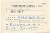 細葉真蘚藏品圖，第2張