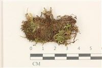 細葉真蘚藏品圖，第1張