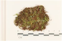 刺葉真蘚藏品圖，第1張