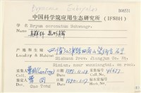 蕊形真蘚藏品圖，第2張