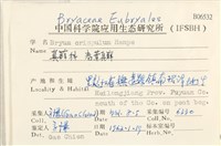 卷葉真蘚藏品圖，第2張