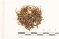 黃色真蘚藏品圖，第1張