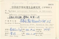 黃色真蘚藏品圖，第2張