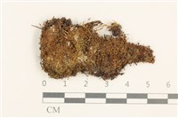 黃色真蘚藏品圖，第1張