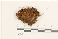 垂蒴真蘚藏品圖，第1張