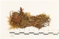 垂蒴真蘚藏品圖，第1張