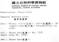 齒葉葫蘆蘚藏品圖，第2張