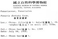 齒葉葫蘆蘚藏品圖，第2張