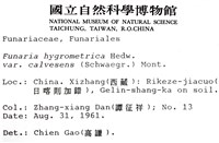 葫蘆蘚光滑變種藏品圖，第2張