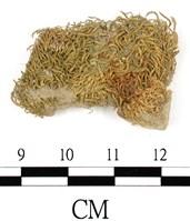 葫蘆蘚光滑變種藏品圖，第1張