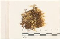 灰果蘚藏品圖，第1張