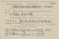 溪生柳葉蘚藏品圖，第2張