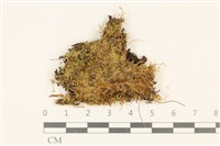 溪生柳葉蘚藏品圖，第1張