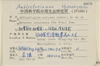柳葉蘚藏品圖，第2張