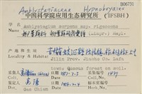 柳葉蘚碩枝亞種藏品圖，第2張