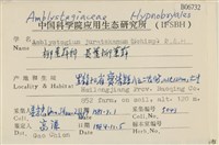 長葉柳葉蘚藏品圖，第2張