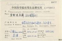 草黃濕原蘚藏品圖，第2張