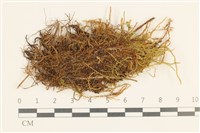 蔓枝濕原蘚藏品圖，第1張