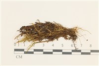 多態細濕蘚藏品圖，第1張