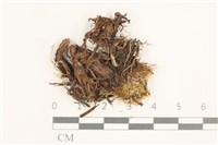 沼生細濕蘚藏品圖，第1張