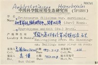 牛角蘚曲莖變種藏品圖，第2張