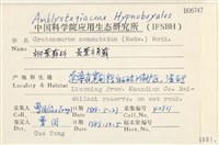 長葉牛角蘚藏品圖，第2張