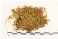 長葉牛角蘚藏品圖，第1張