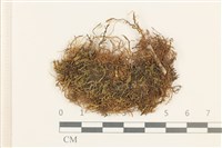 登錄號:B00006748藏品圖，第1張