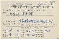 溪邊青蘚藏品圖，第2張