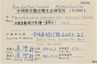 羽枝青蘚狹葉變種藏品圖，第2張