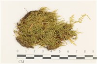 羽枝青蘚狹葉變種藏品圖，第1張