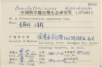 小青蘚藏品圖，第2張