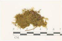 小青蘚藏品圖，第1張