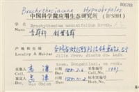 鉤葉青蘚藏品圖，第2張