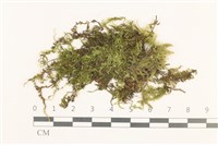 淡色青蘚藏品圖，第1張