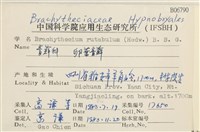 卵葉青蘚藏品圖，第2張