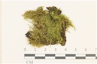 卵葉青蘚藏品圖，第1張