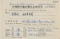 皺葉青蘚藏品圖，第2張