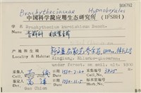 皺葉青蘚藏品圖，第2張