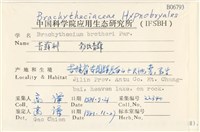 勃氏青蘚藏品圖，第2張