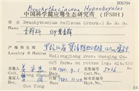 仰葉青蘚藏品圖，第2張