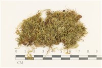 仰葉青蘚藏品圖，第1張