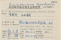 石地青蘚藏品圖，第2張