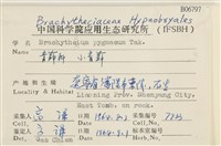 小青蘚藏品圖，第2張