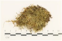 小青蘚藏品圖，第1張