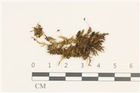 小青蘚藏品圖，第1張